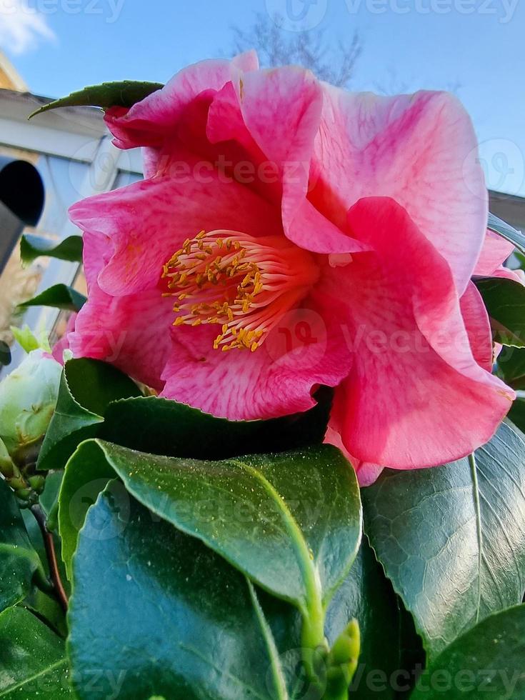 Beautiful flowers in the garden photo