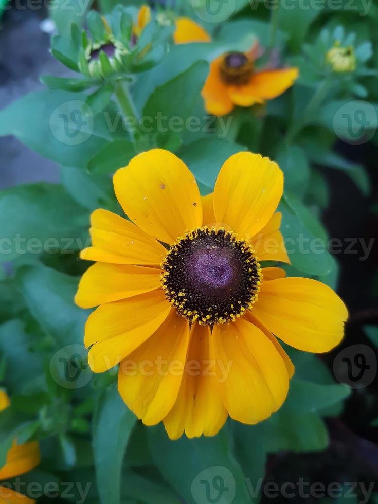 hermosa Rudbeckia flor en el invernadero de cerca foto