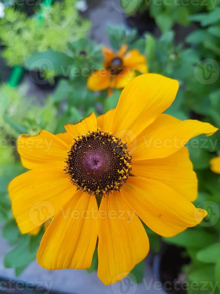 Beautiful Rudbeckia flower in the greenhouse close-up photo