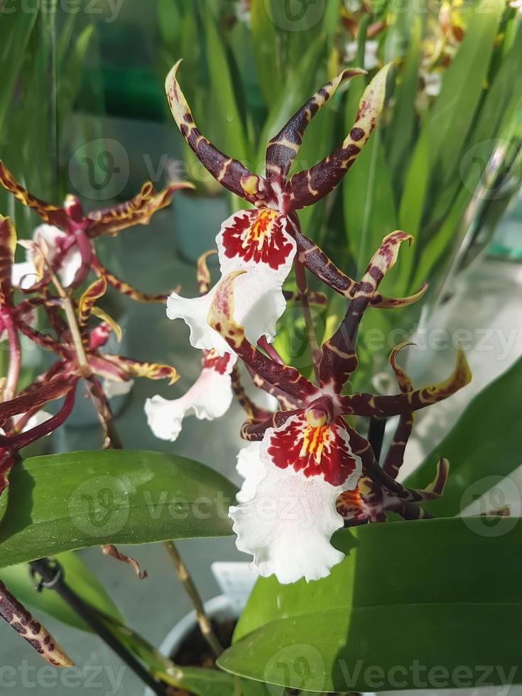 Beautiful phalaenopsis orchids in the greenhouse photo