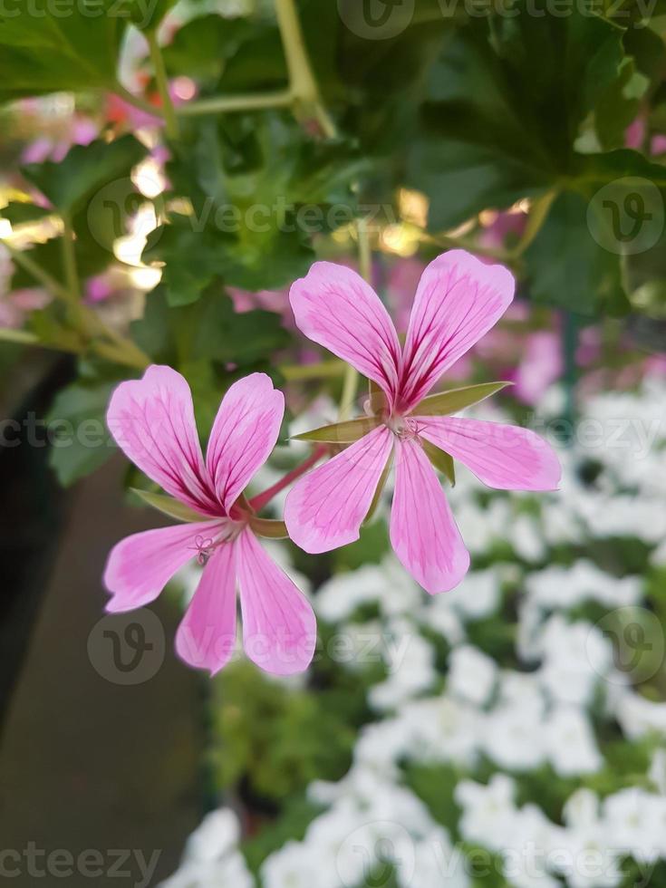 Beautiful geranium flower in the greenhouse close-up photo