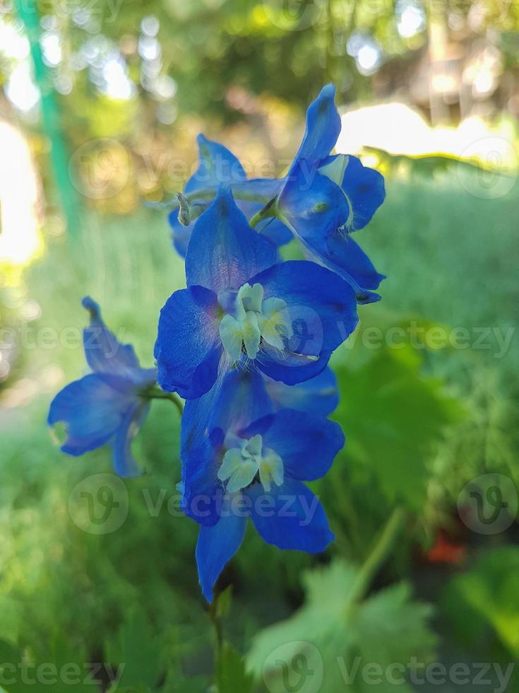 Beautiful Larkspur flower in the greenhouse close-up Delphinium plant background photo