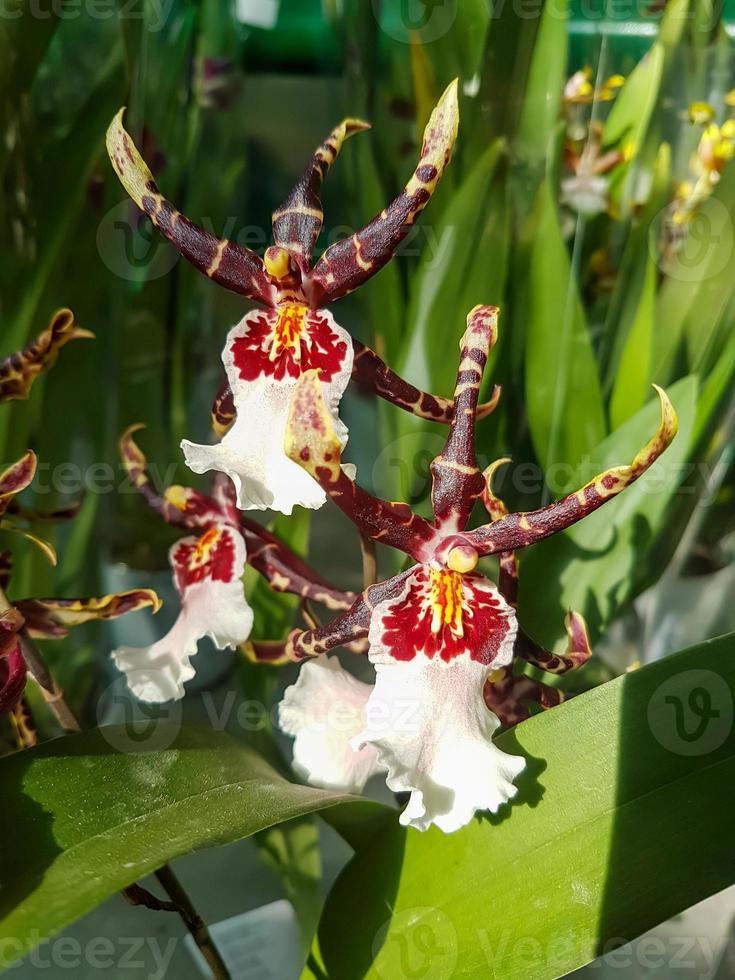 Beautiful phalaenopsis orchids in the greenhouse photo