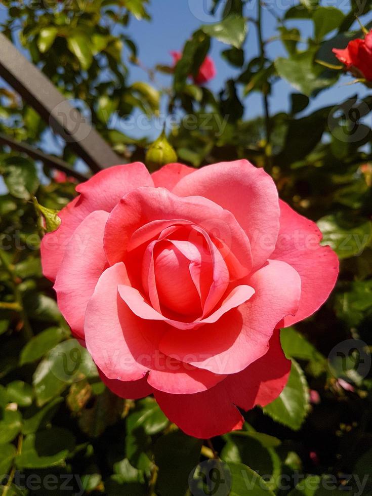 A beautiful rose flowers outdoors photo