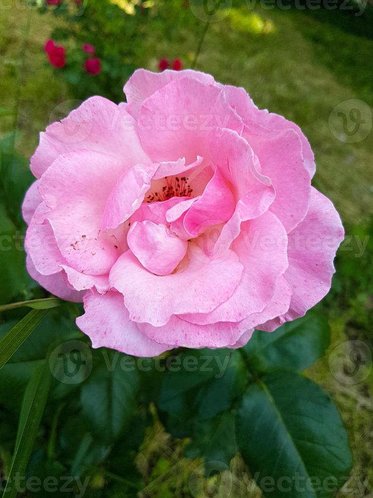 A beautiful rose flowers outdoors photo