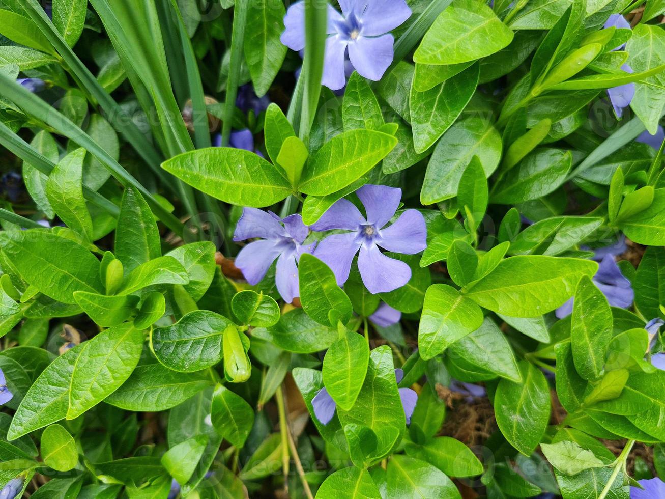 A beautiful Periwinkle flowers outdoors photo