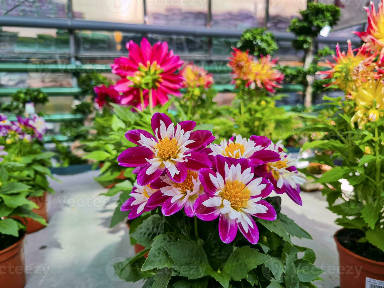 A beautiful dahlias flowers outdoors photo