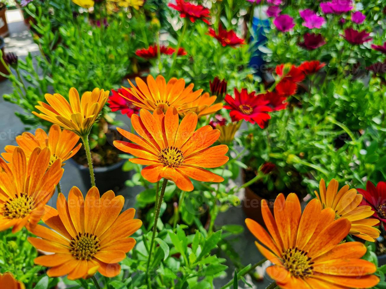 A beautiful daysies flowers outdoors photo