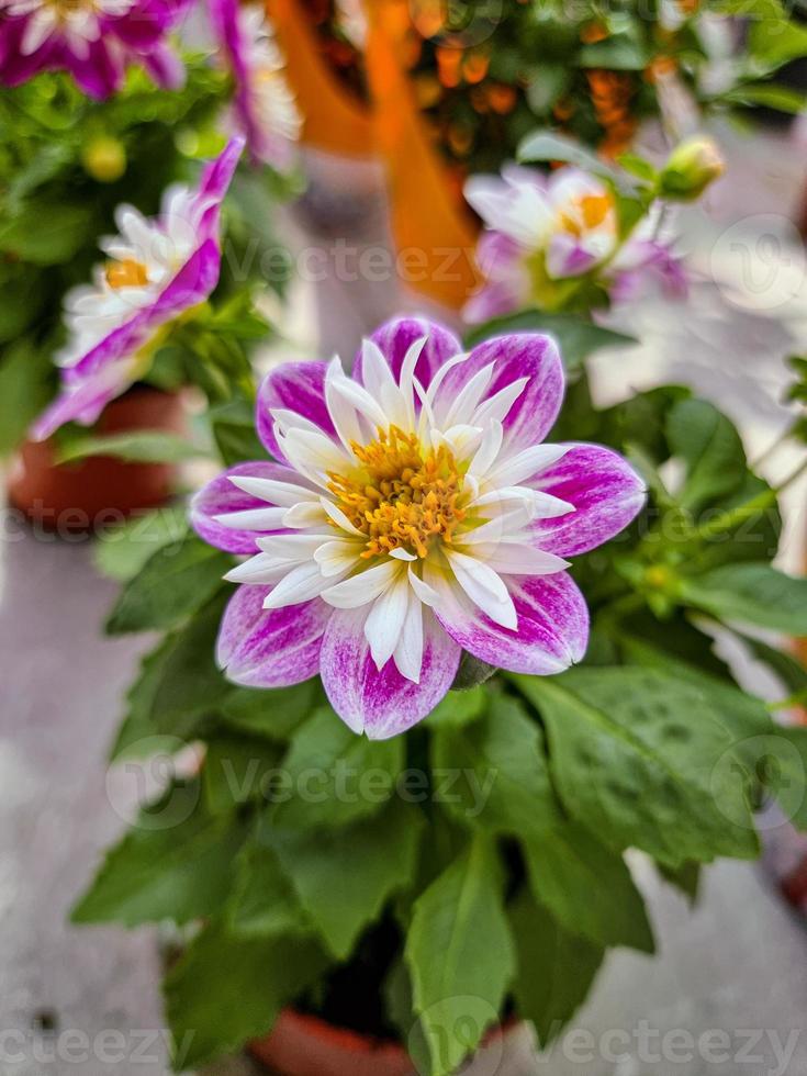 un hermosa dalias flores al aire libre foto