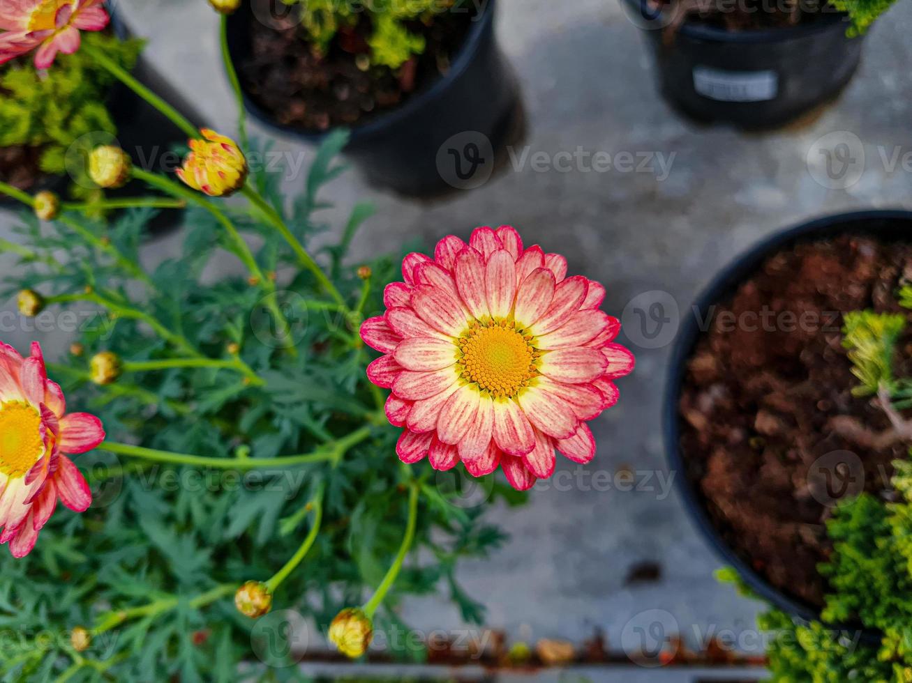 un hermosa daysies flores al aire libre foto