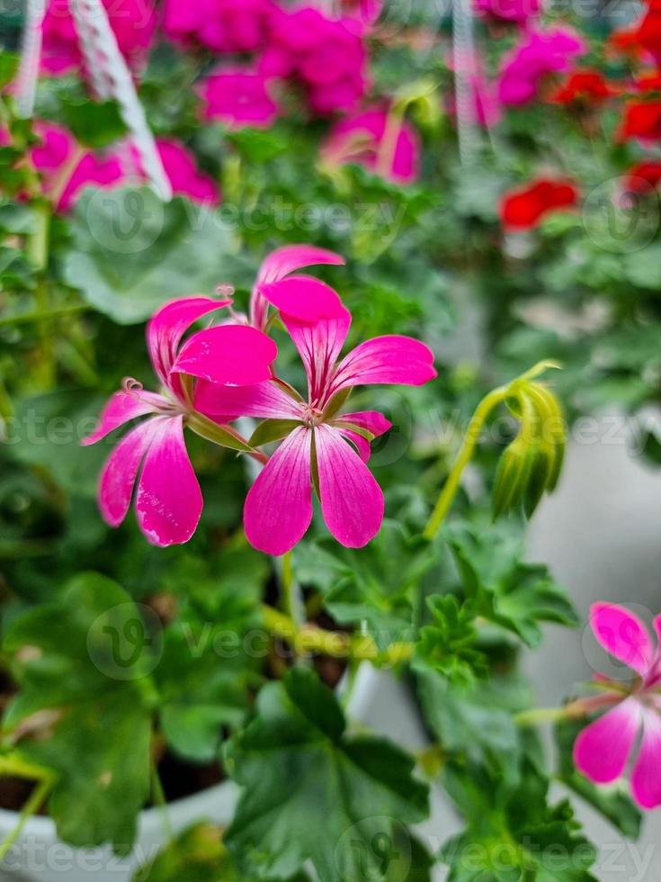 A beautiful geraniums flowers outdoors photo