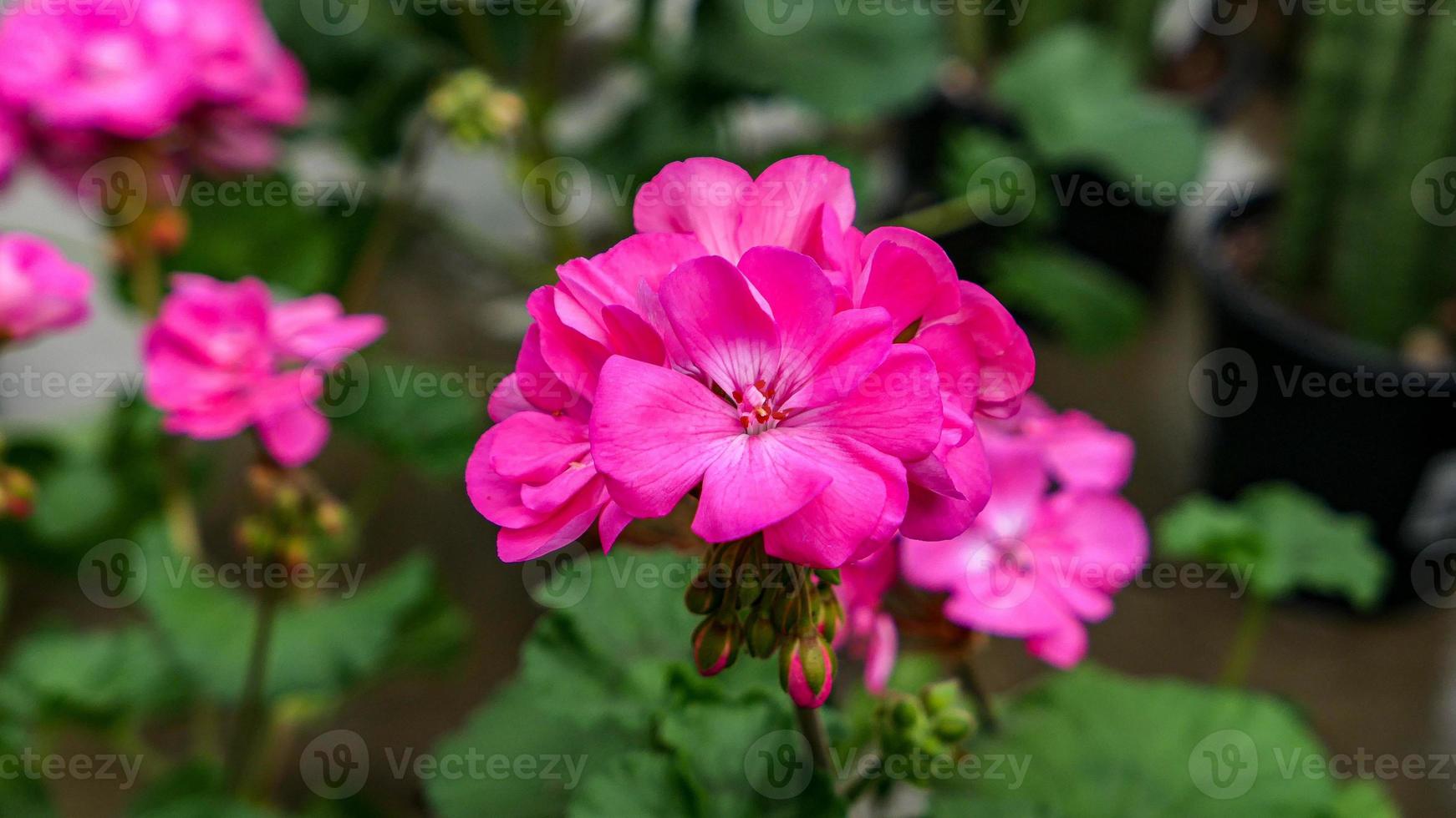 A beautiful geraniums flowers outdoors photo