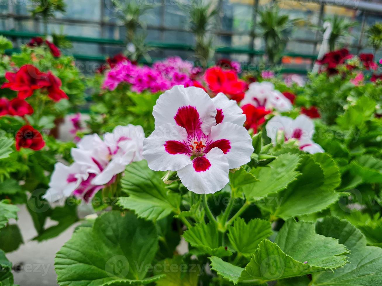 A beautiful geraniums flowers outdoors photo