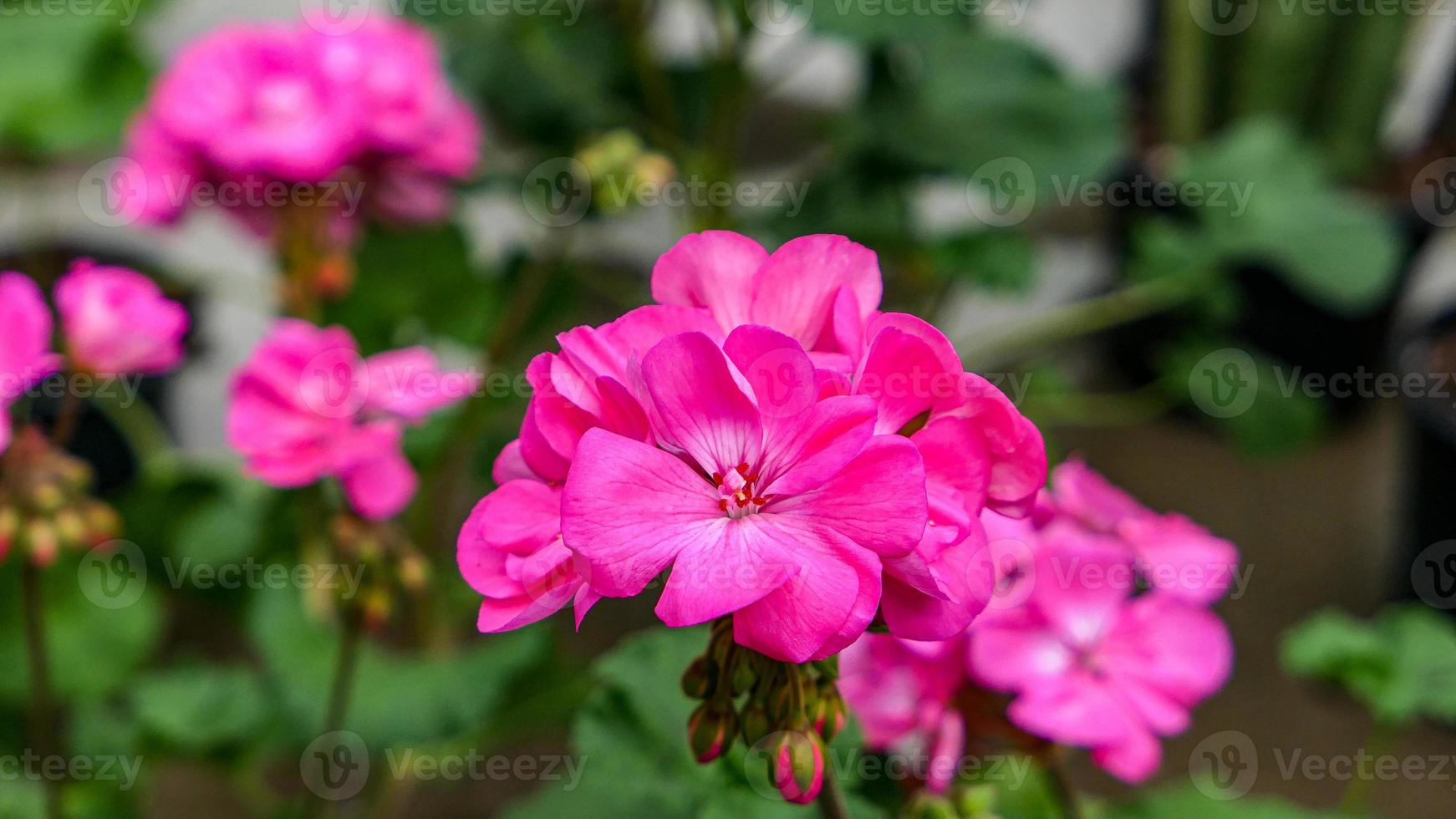 A beautiful geraniums flowers outdoors photo