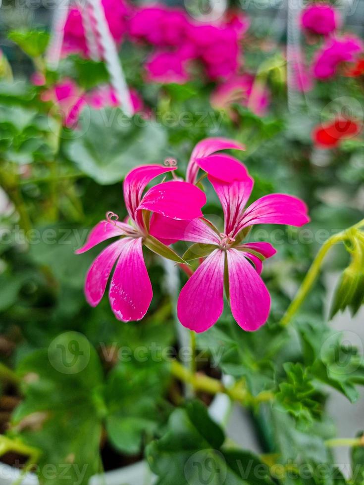 A beautiful geraniums flowers outdoors photo