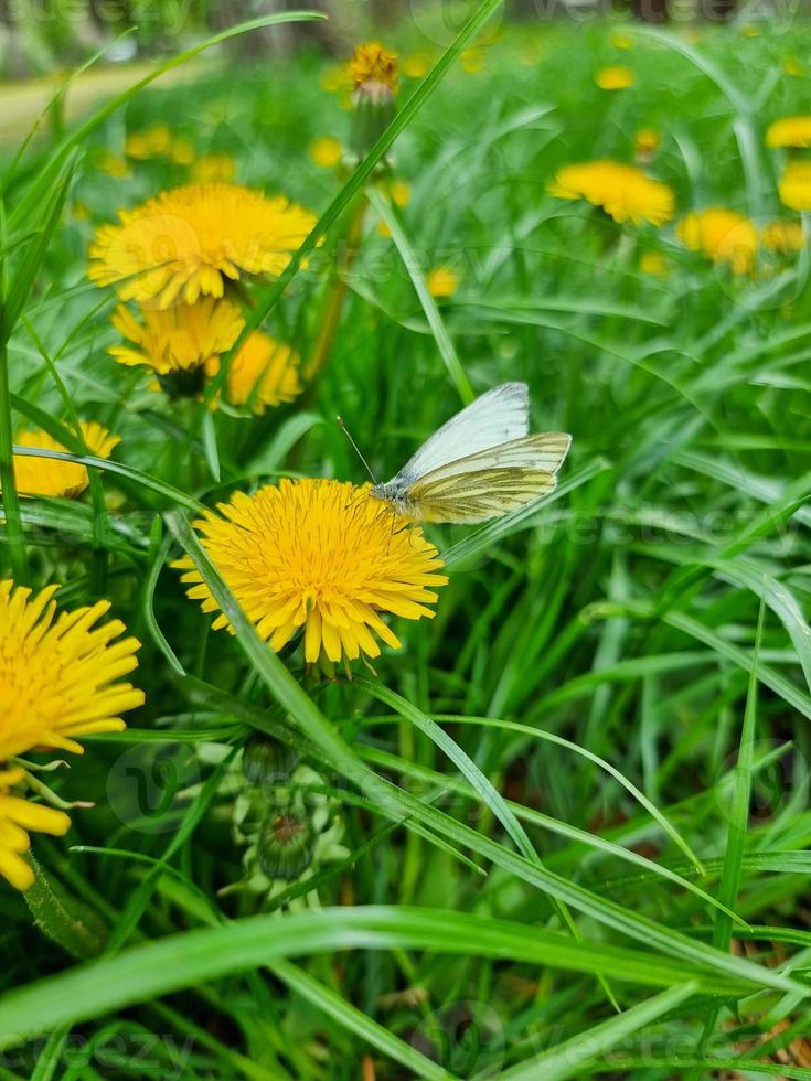 A beautiful dandelions flowers outdoors photo