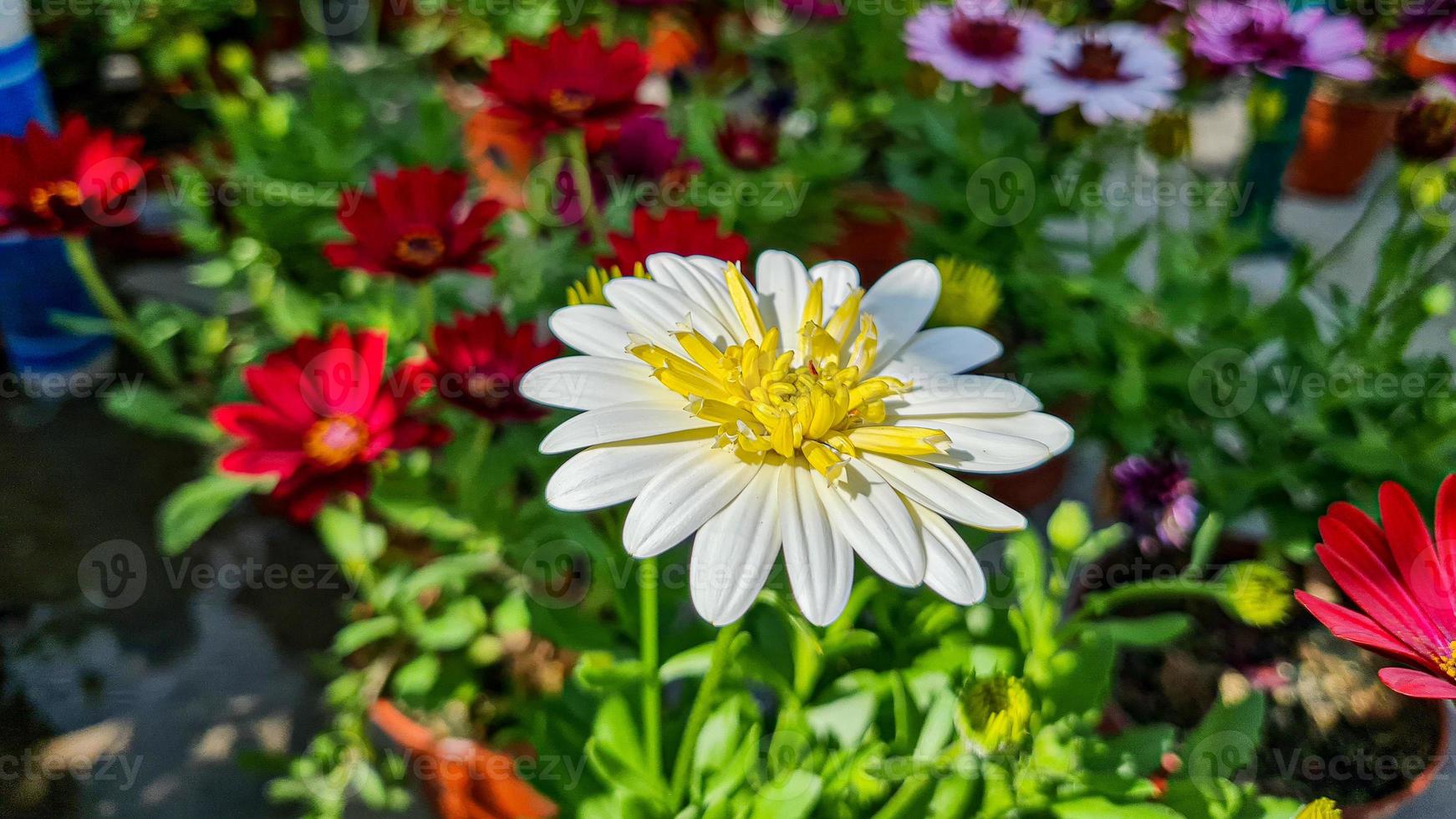 un hermosa daysies flores al aire libre foto