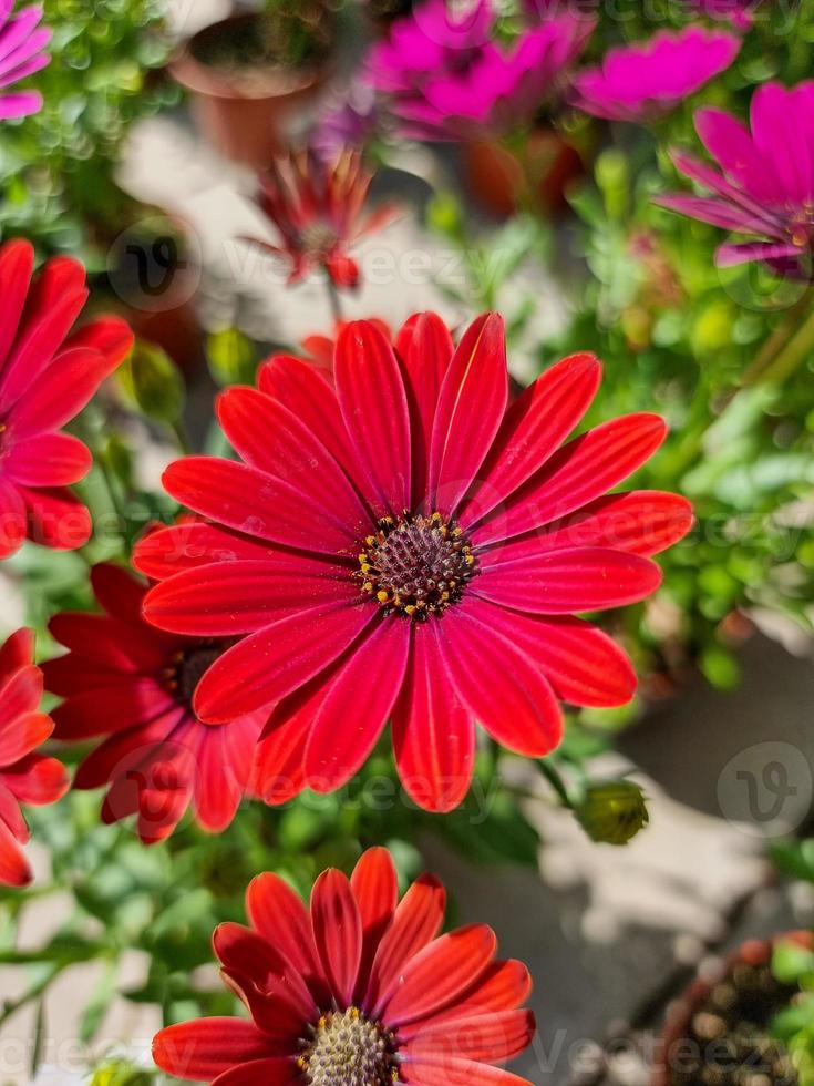 un hermosa daysies flores al aire libre foto