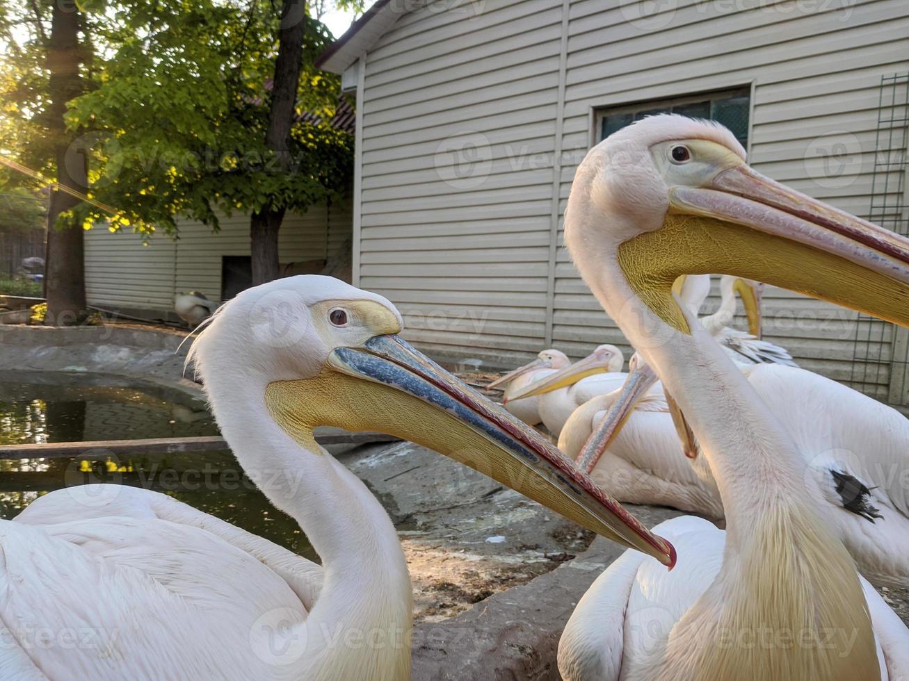 pelícano a el zoo por el agua foto