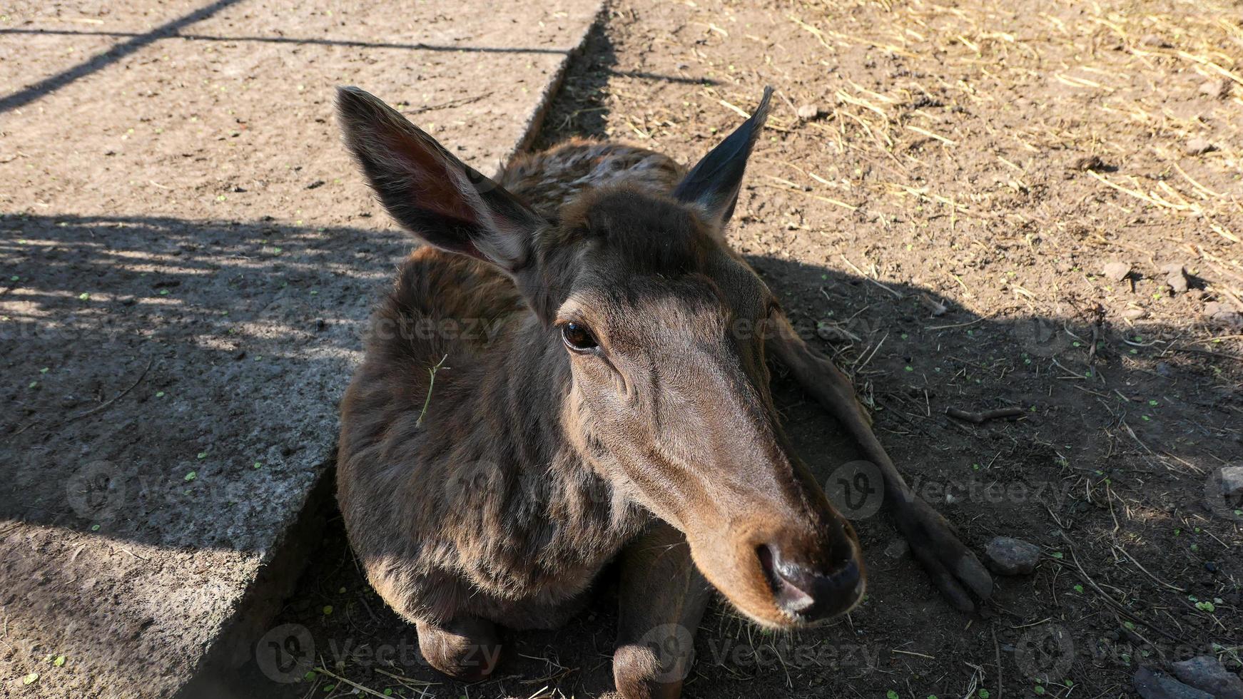 Kulan in the desert portrait in the zoo photo