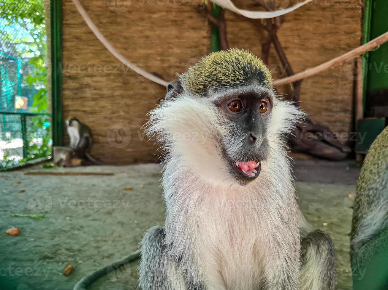 Monkey portrait in the zoo photo