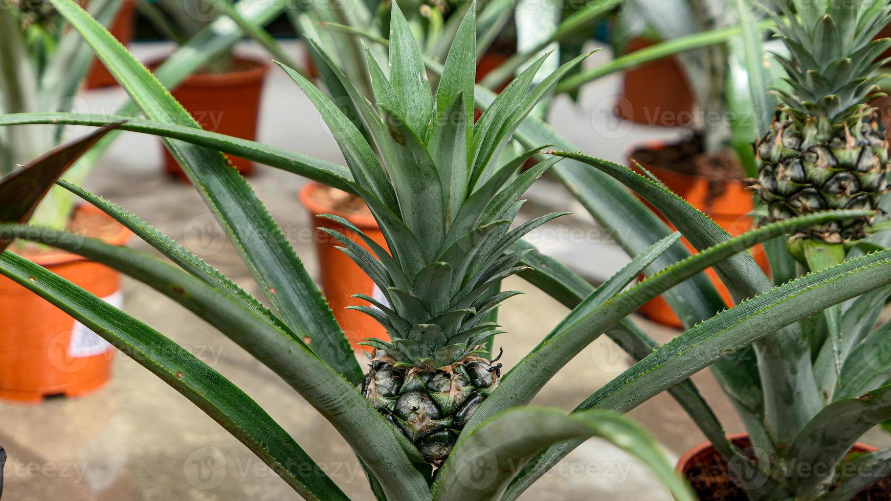 Small Pineapple growing in the greenhouse close up photo