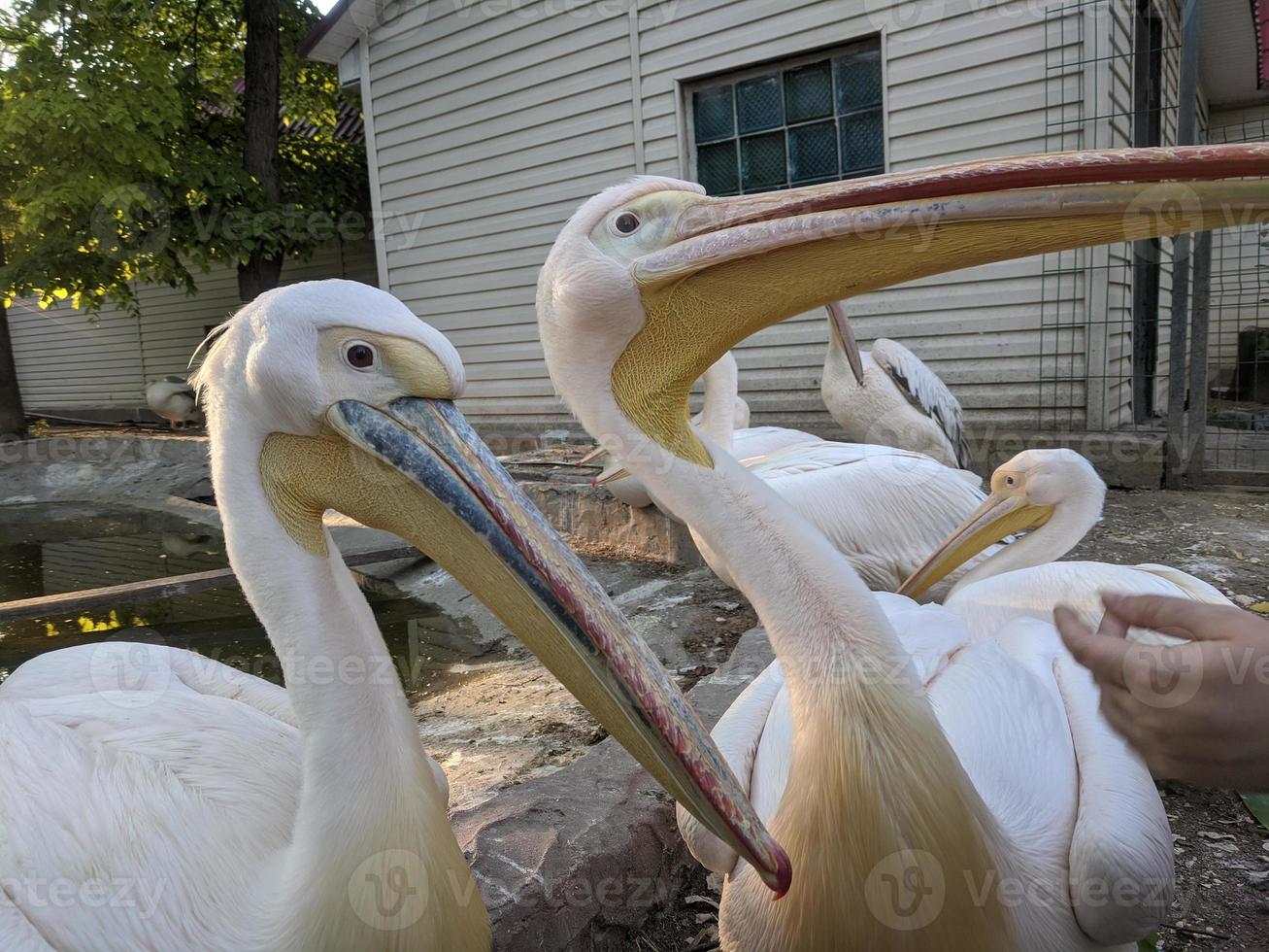 Pelican at the zoo by the water photo