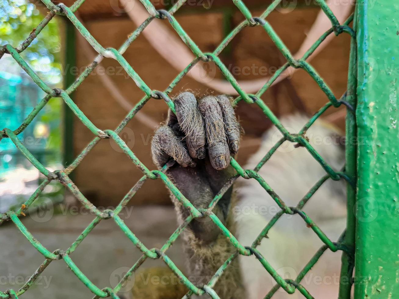 Close up monkey hand in steel cage photo