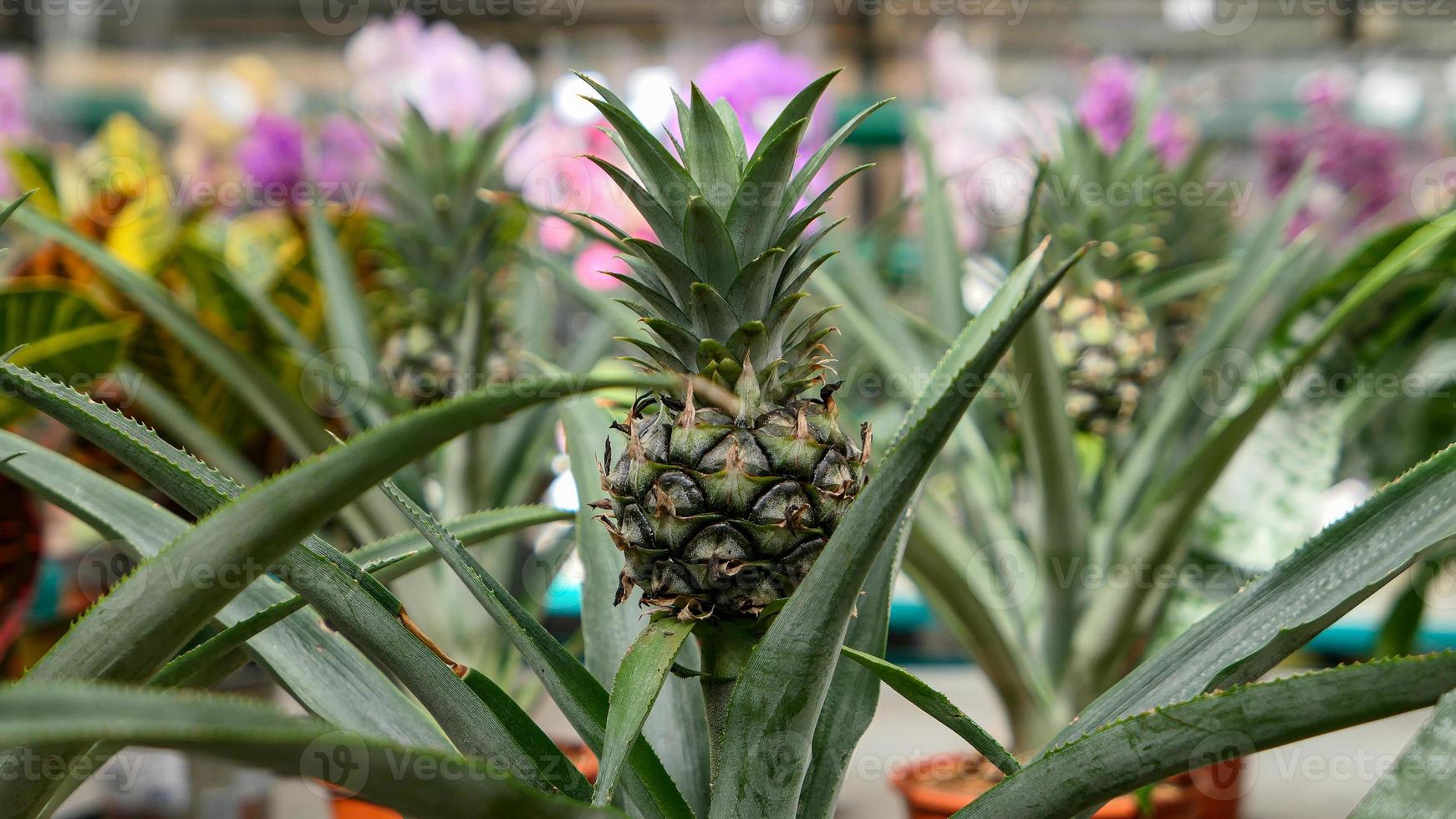 Small Pineapple growing in the greenhouse close up photo