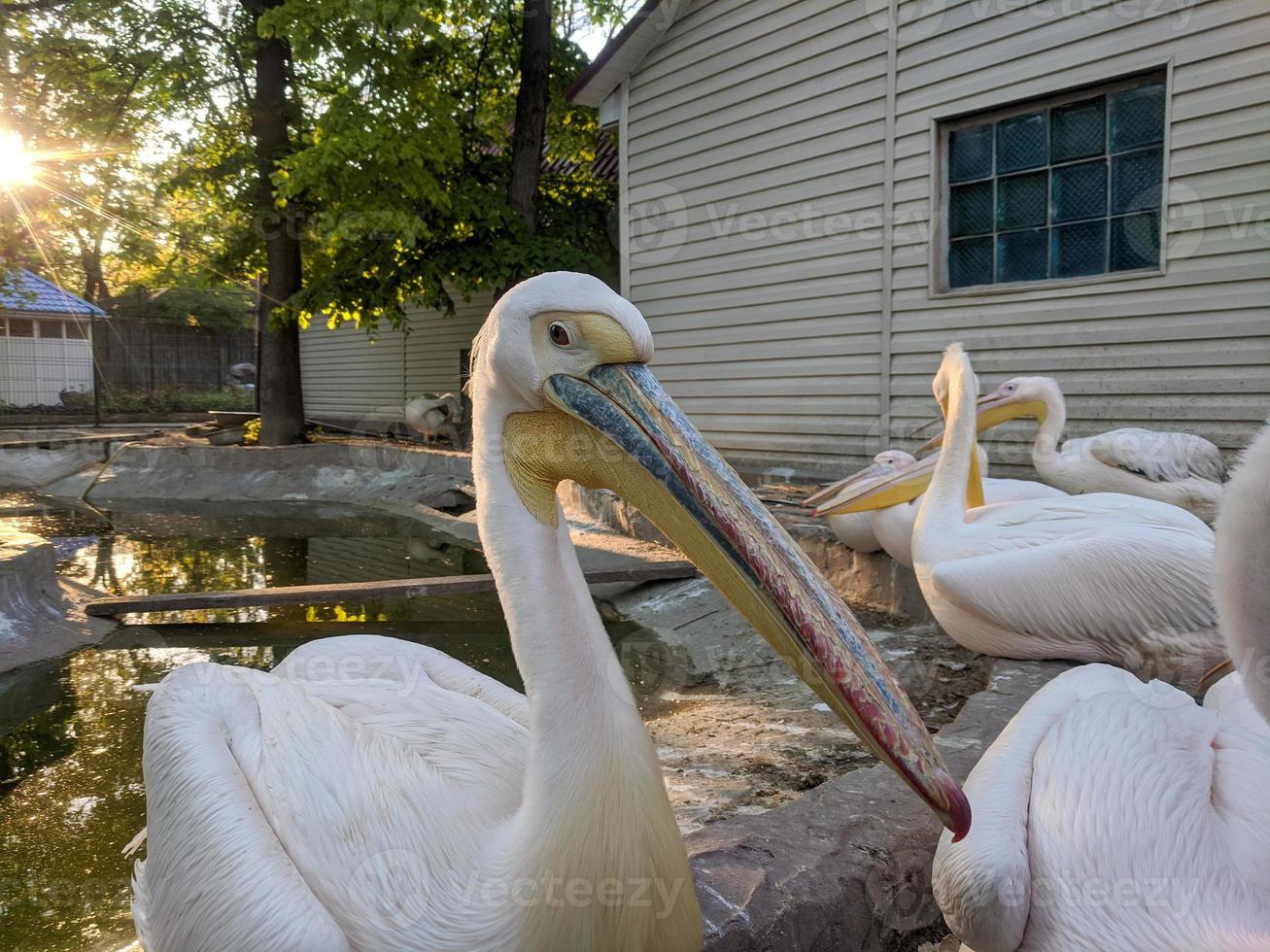 Pelican at the zoo by the water photo