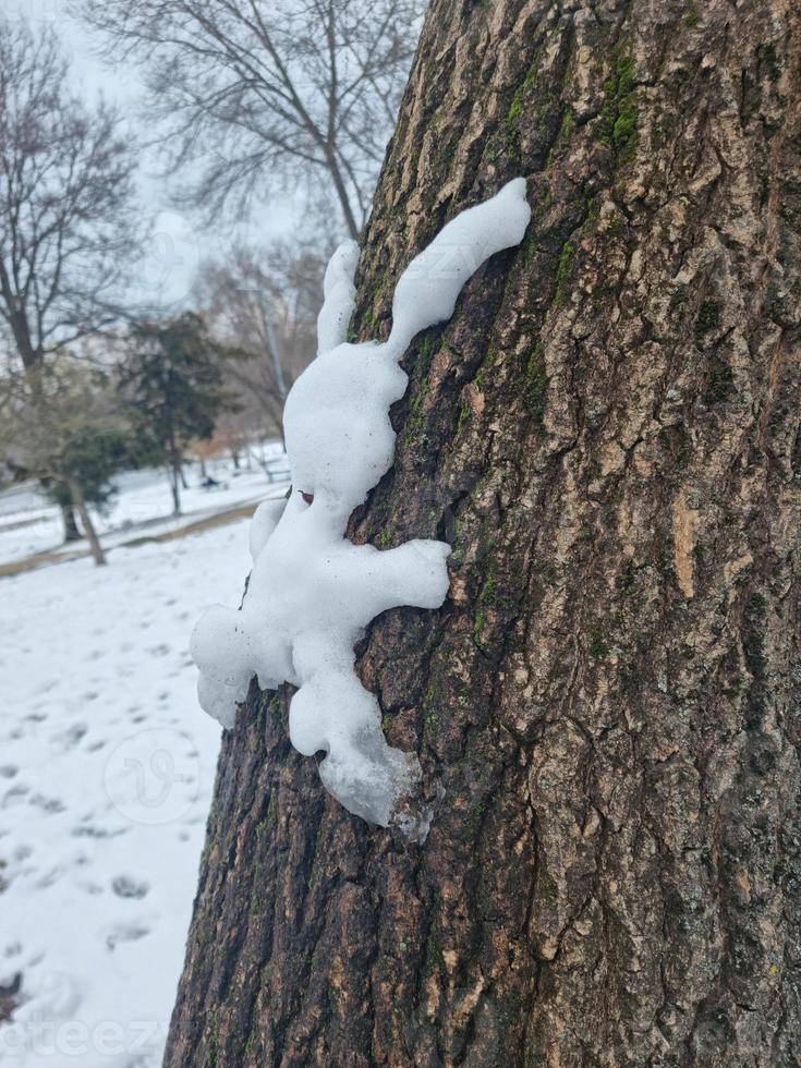 Snow rabbit on a tree trunk photo