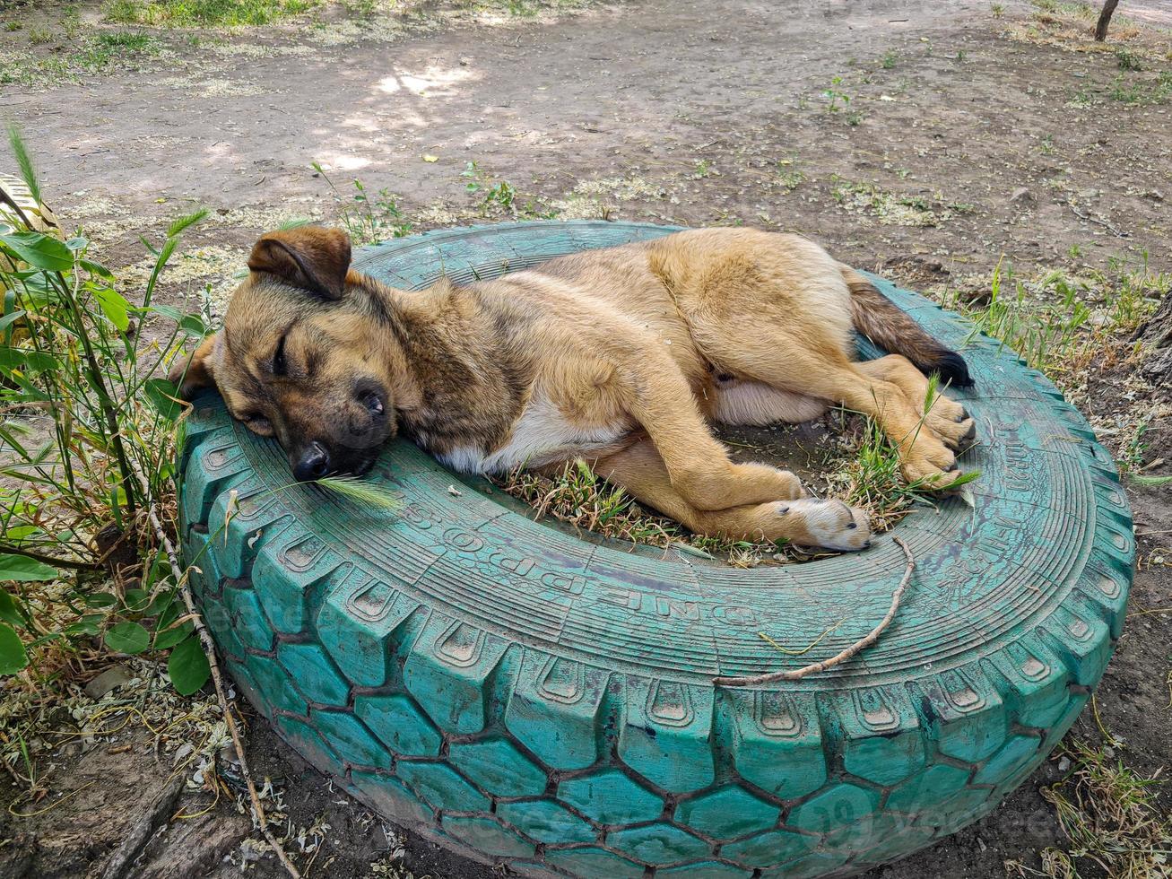 Homeless Dog sleeping on the street photo