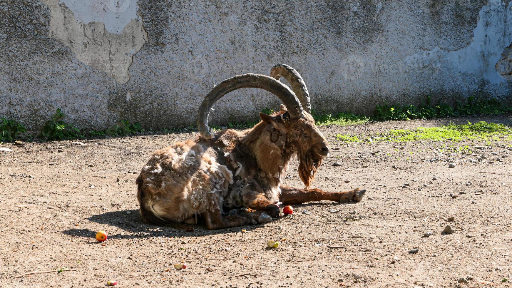 Cute sheep and goats on the farm photo