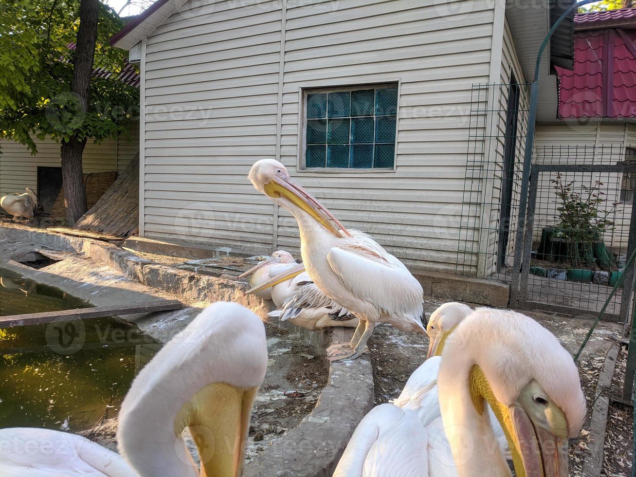 Pelican at the zoo by the water photo