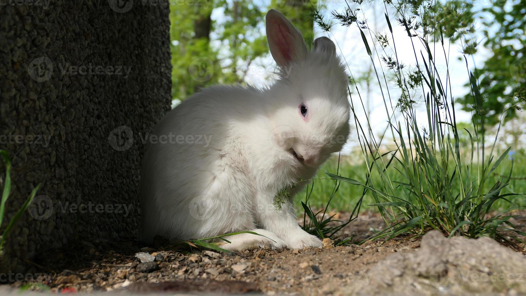 Cute fluffy white rabbit in green grass outdoor photo