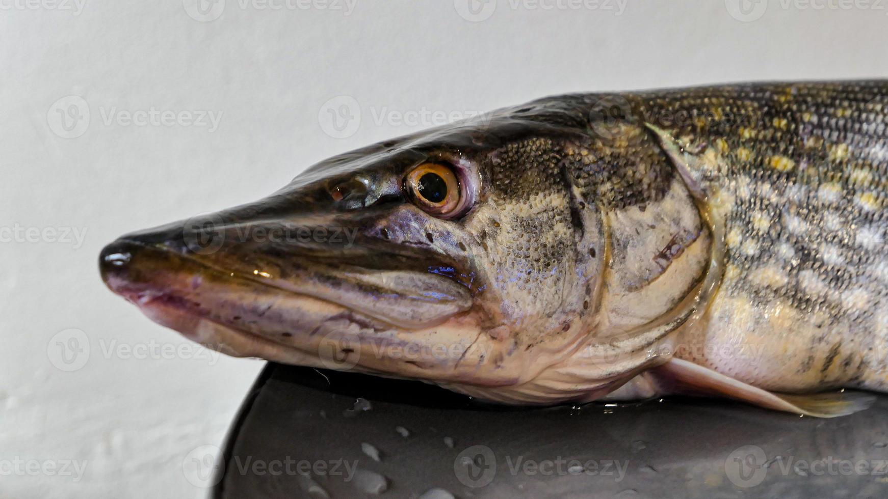 The northern pike simply pike or luce Freshwater fish photo