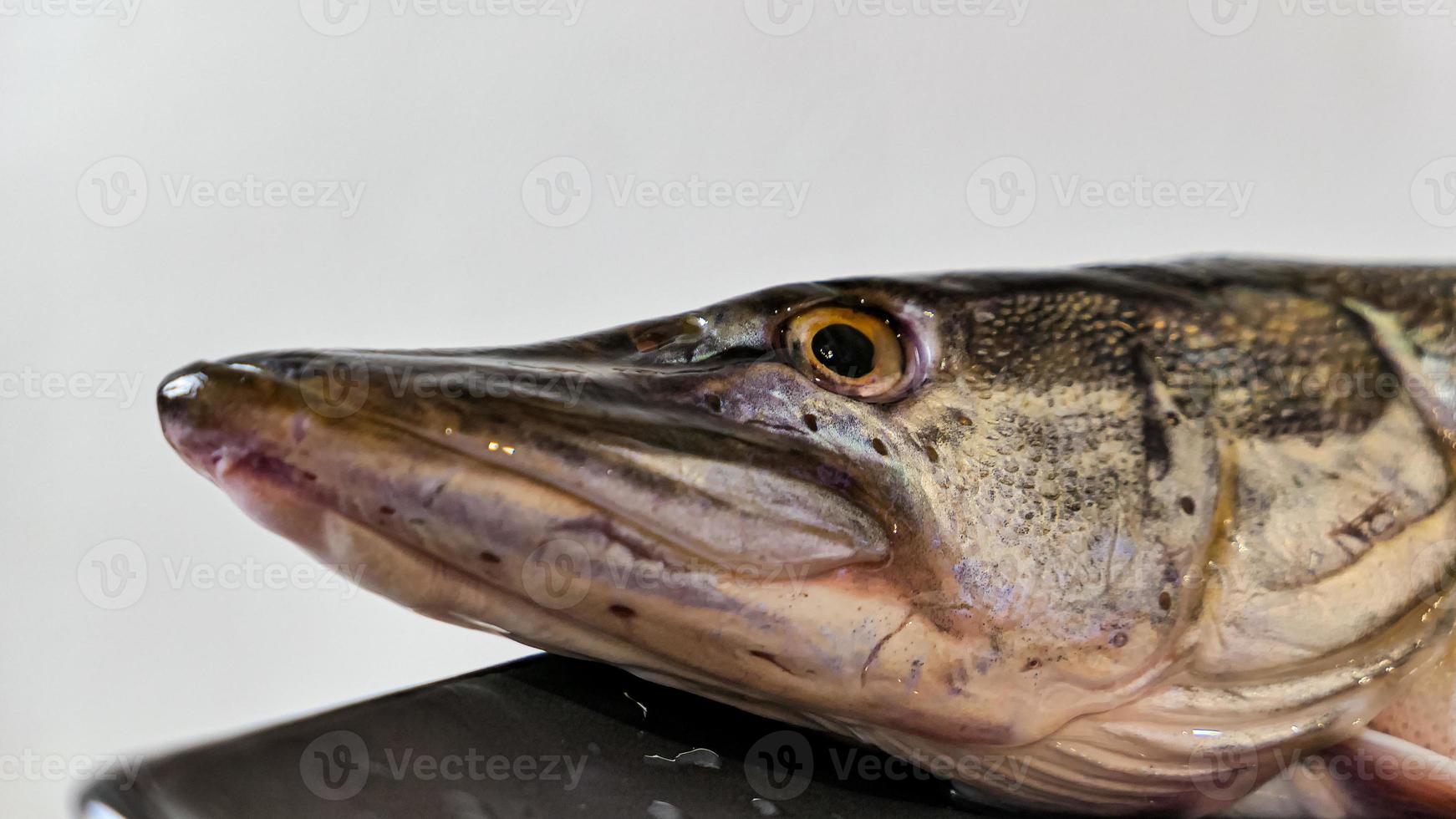 The northern pike simply pike or luce Freshwater fish photo