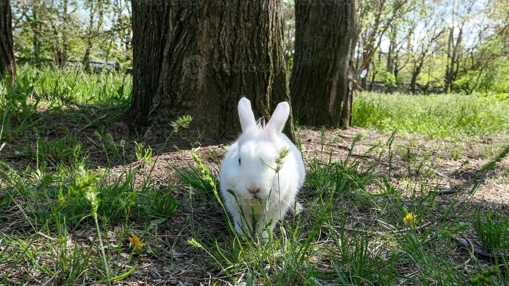 Cute fluffy white rabbit in green grass outdoor photo