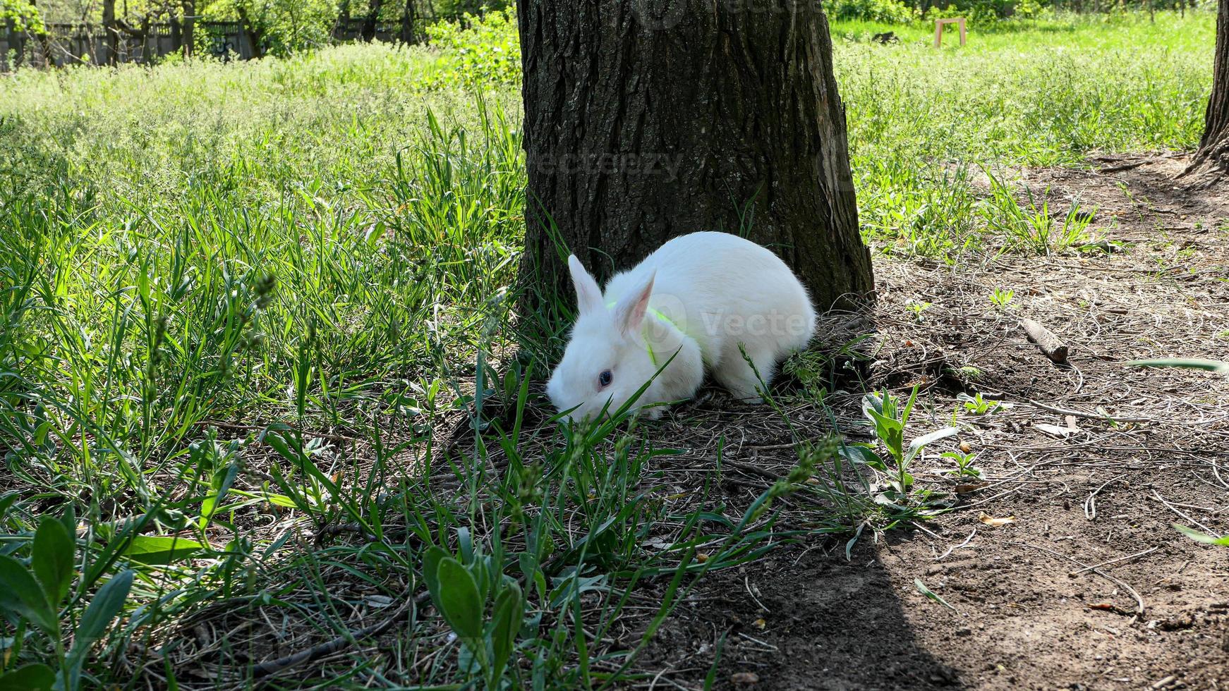 Cute fluffy white rabbit in green grass outdoor photo