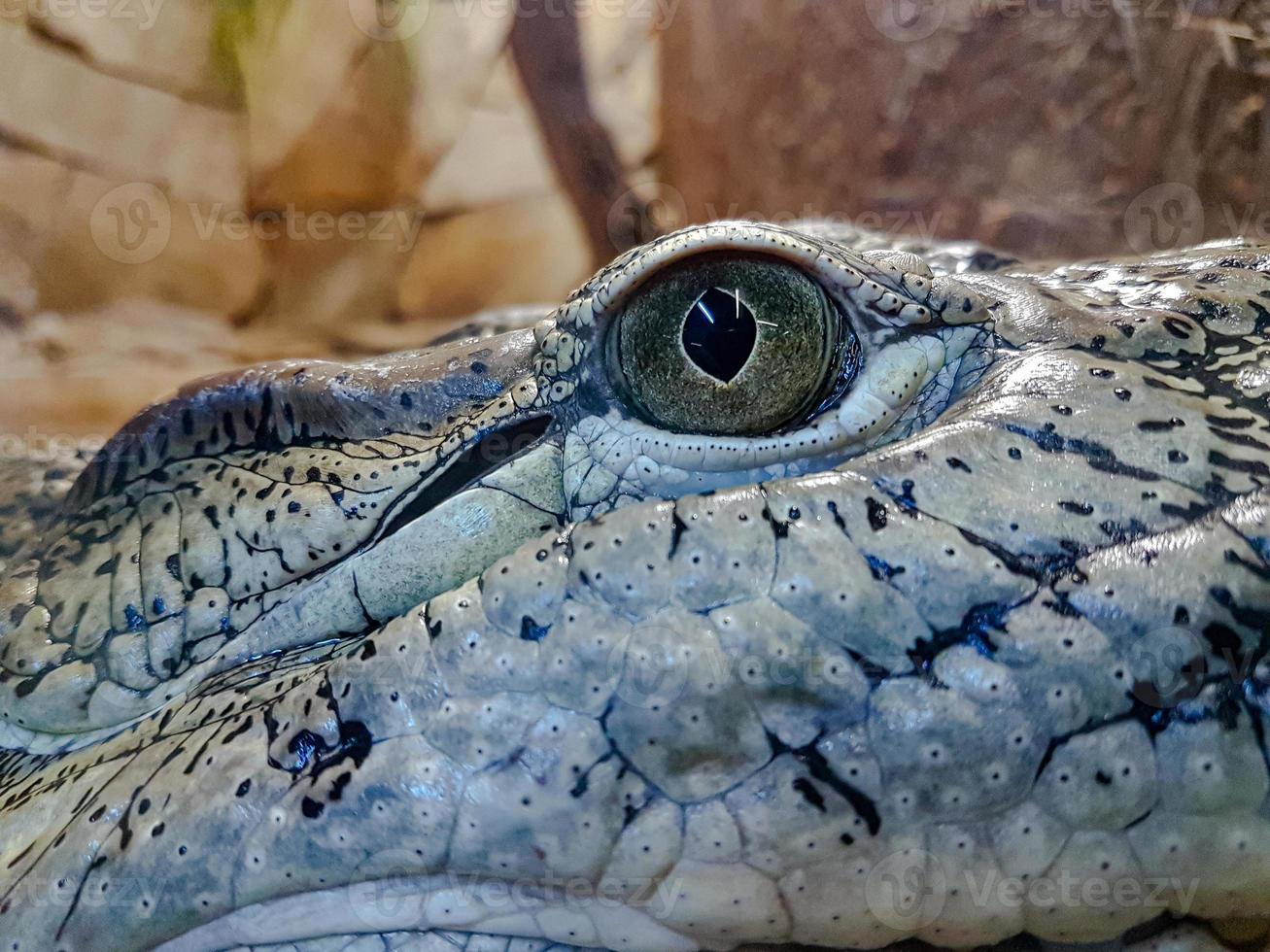 Crocodile close up portrait in the zoo photo