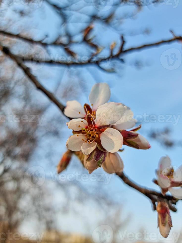 Beautiful sakura flowers photo