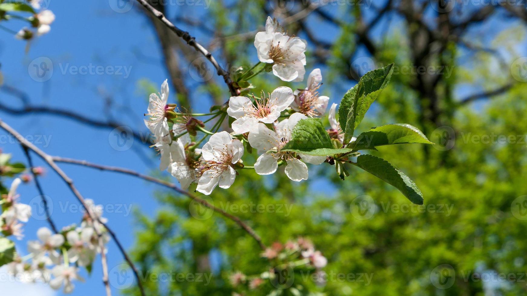 Beautiful sakura flowers photo