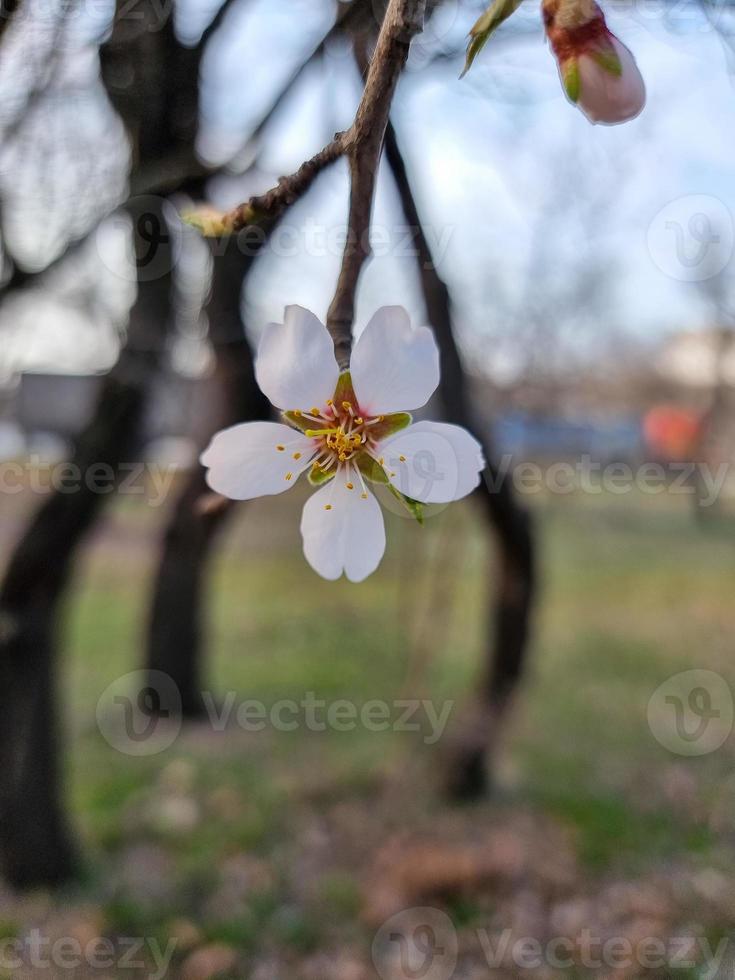 Beautiful sakura flowers photo