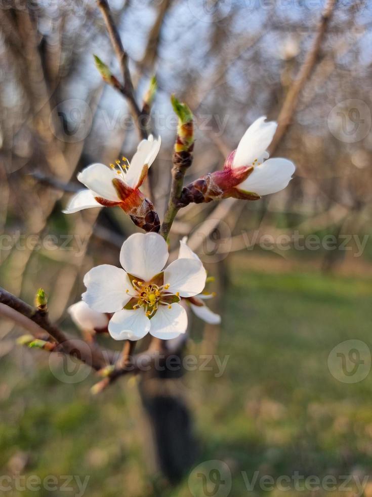 Beautiful sakura flowers photo