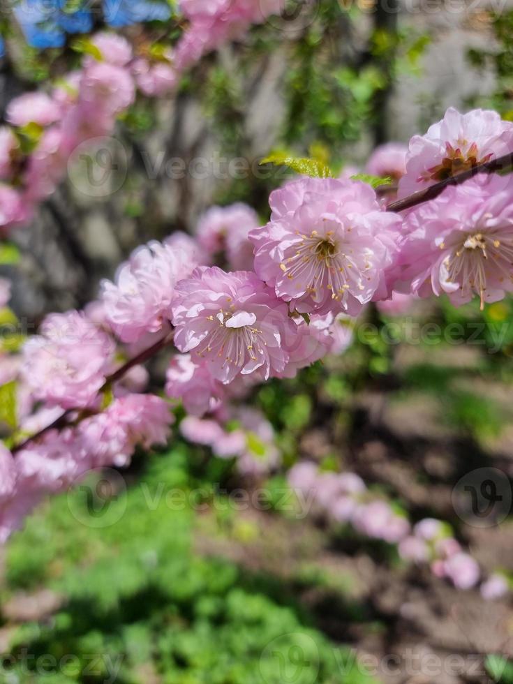 Beautiful sakura flowers photo