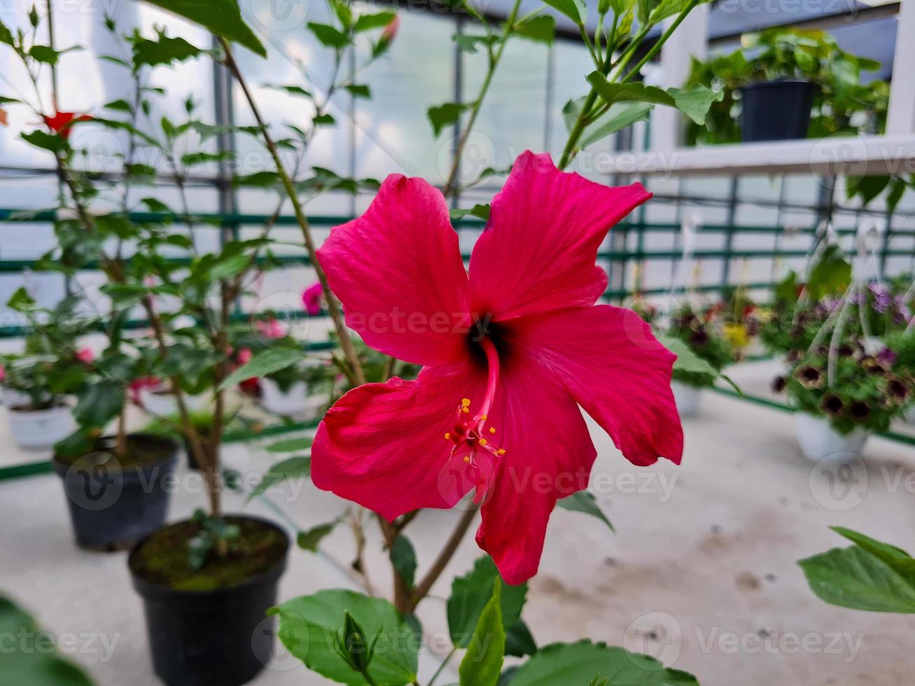 Beautiful hibiscus flowers photo