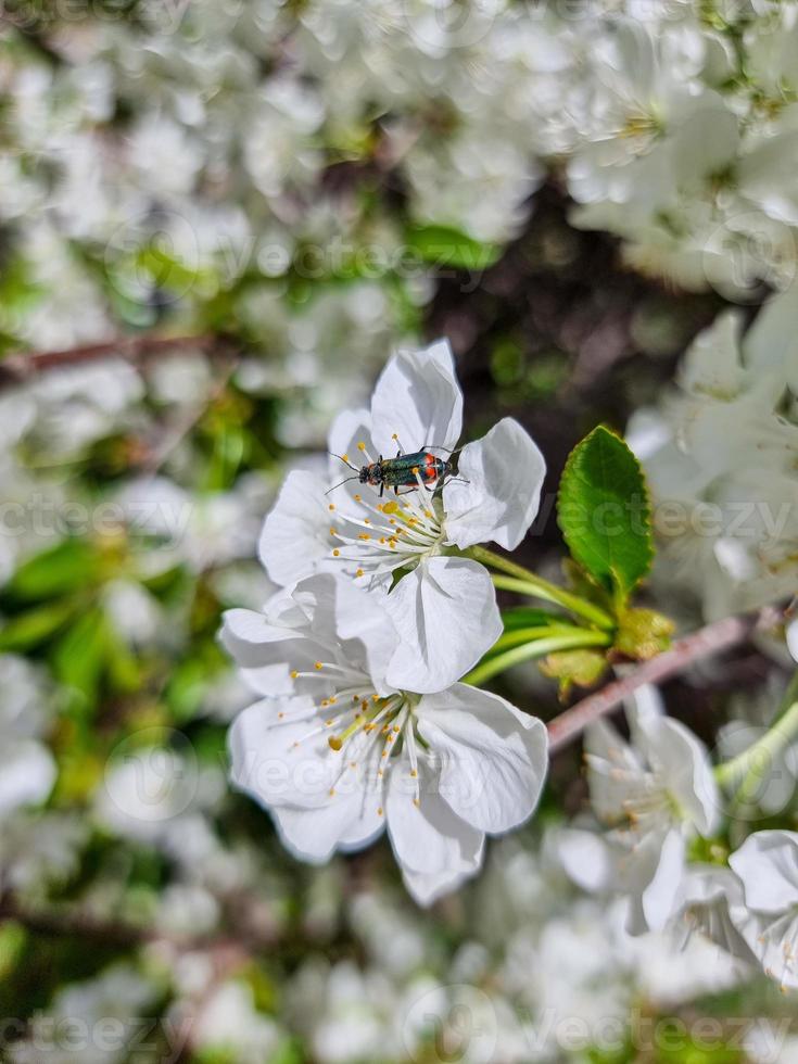 Beautiful sakura flowers photo