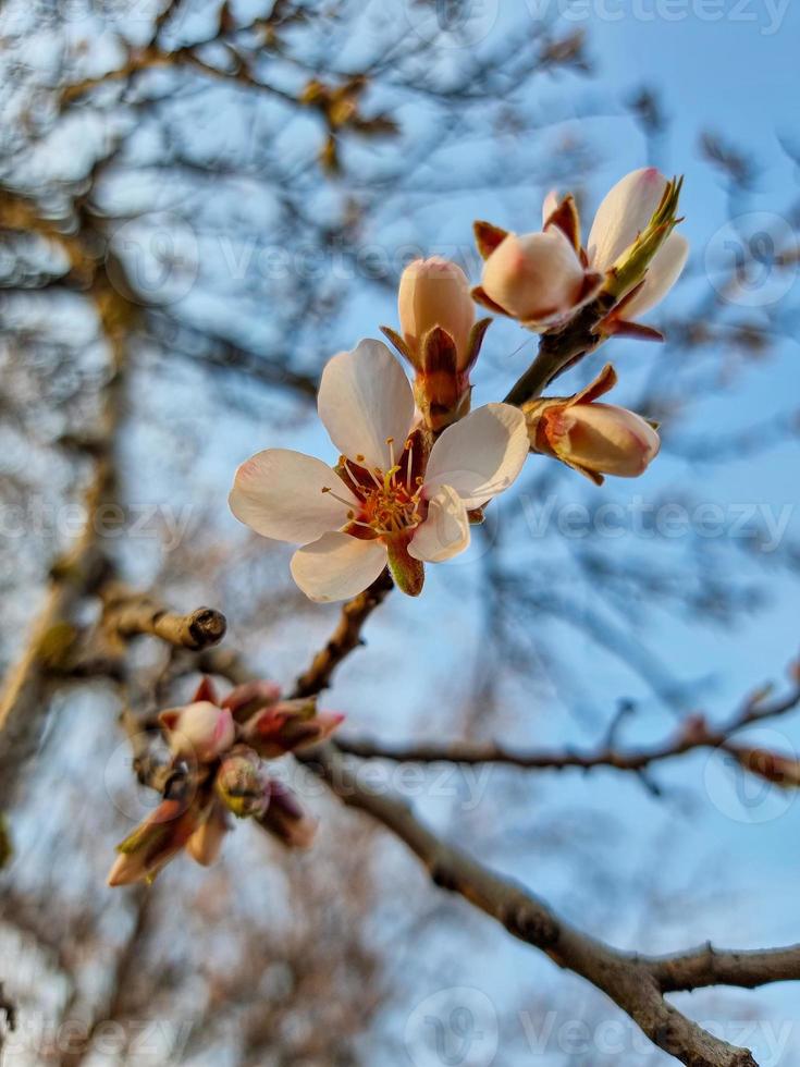 Beautiful sakura flowers photo