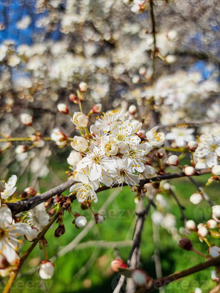 Beautiful sakura flowers photo