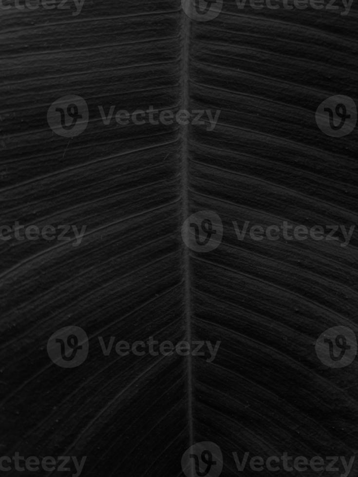 Close up of Green leaf texture background photo